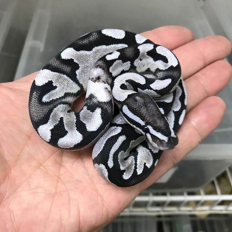 MorphMarket Exotic Animal Marketplace