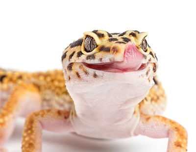 Exotic Animal Marketplace